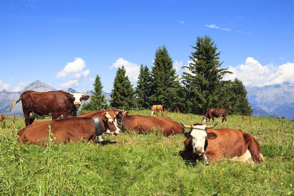 Landschaft mit Kühen — Stockfoto