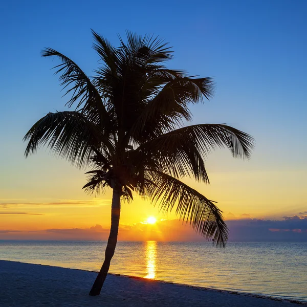 Uitzicht op het strand met een palmboom bij zonsondergang — Stockfoto
