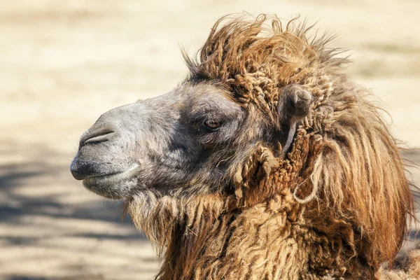 Cabeça de um camelo — Fotografia de Stock