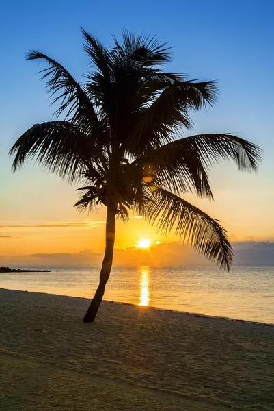 Palmeira em uma praia ao pôr do sol — Fotografia de Stock