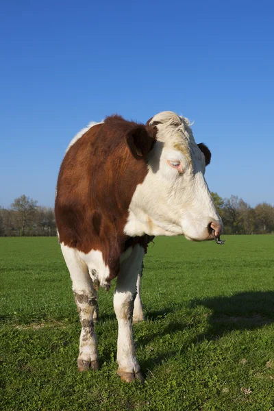 Koe op groen gras — Stockfoto