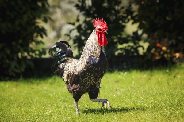 Cock in the sunlight — Stock Photo, Image