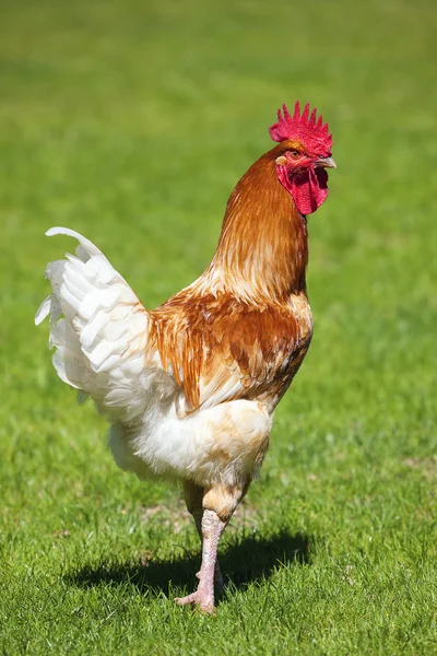 Beautiful cock on green grass — Stock Photo, Image