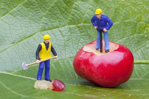 Ciliegie e lavoratori — Foto Stock