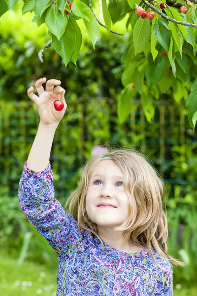 Cseresznye a kezét a lány — Stock Fotó