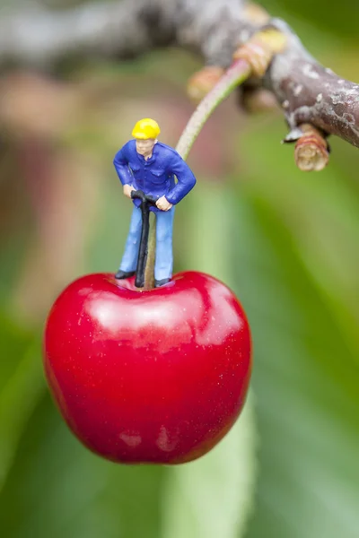 Cherry tijd — Stockfoto