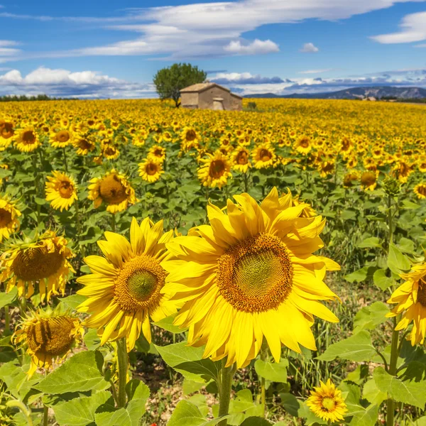 Красивий краєвид з соняшниковим полем — стокове фото