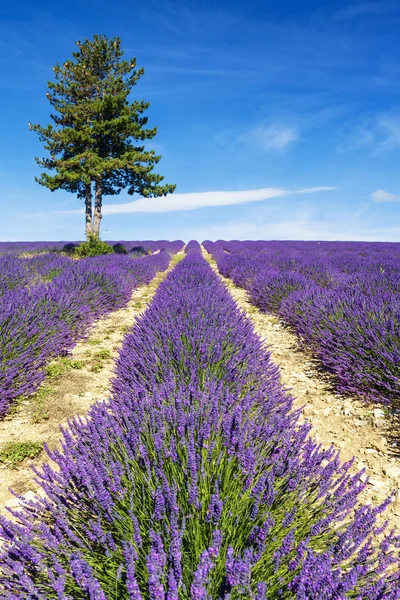 Levendula mező Provence-ban — Stock Fotó