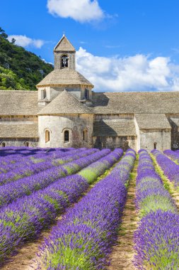 Abbey of Senanque and blooming rows lavender flowers clipart