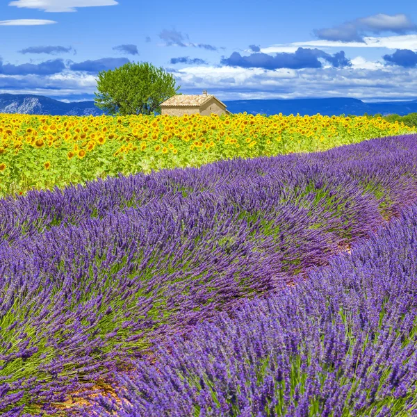 Lavender and sunflower field — Stock Photo, Image