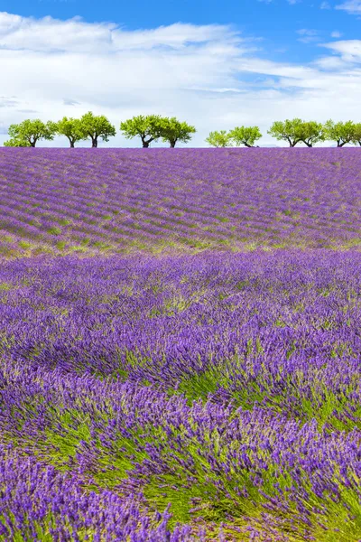 Campo de lavanda com céu nublado — Fotografia de Stock