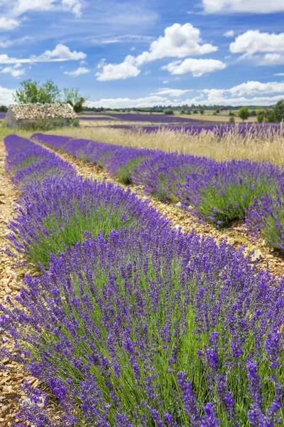 Lavendel land — Stockfoto