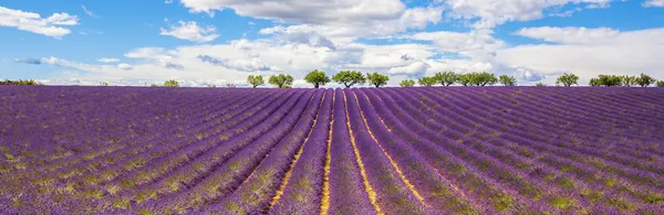 Lavanta alanın panoramik görünüm — Stok fotoğraf