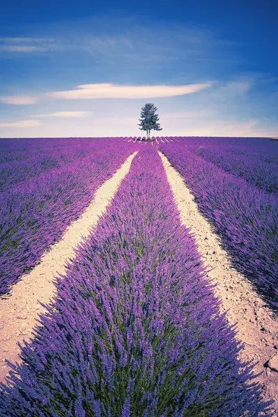 Lavendelgeist — Stockfoto