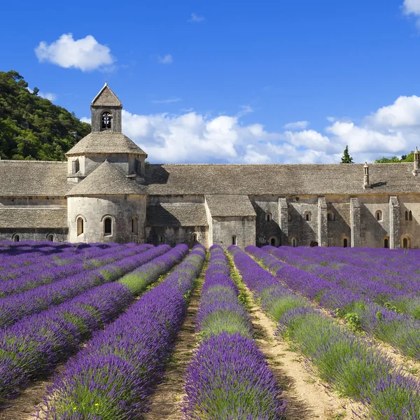 Abbey, senanque ve lavanta — Stok fotoğraf