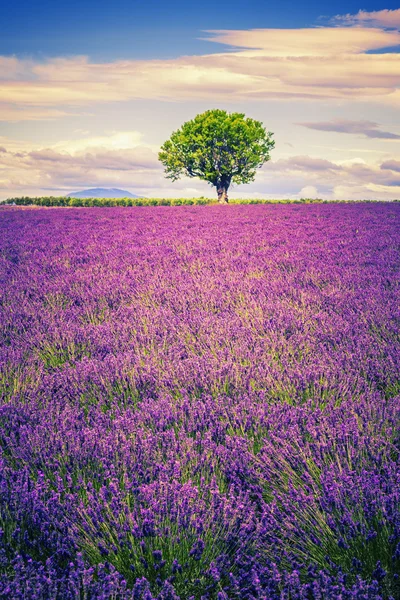 Lavender at sunset — Stock Photo, Image