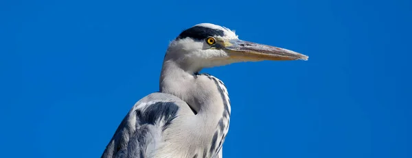 Portrait Heron Parc Des Oiseaux France — Stock Photo, Image