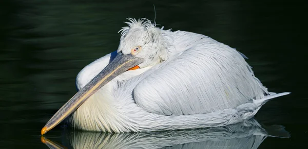 Pelicano Parc Des Oiseaux Villars Les Dombes França — Fotografia de Stock