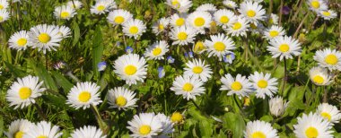 Baharda papatya tarlasının panoramik görüntüsü 