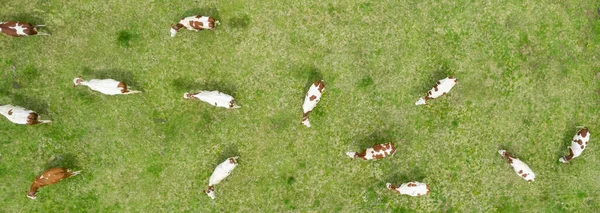 Aerial View Cows Filed France — Stockfoto