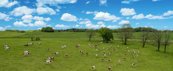 Aerial View Field Cows France Europe — Stockfoto