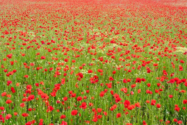 Lovely Poppy Field Spring France — Stock Photo, Image