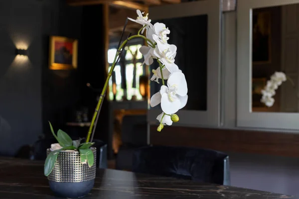 Weiße Orchidee Wohnzimmer — Stockfoto