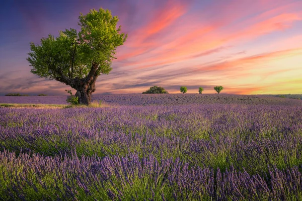 Lavender Field Sunset Valensole France — 스톡 사진