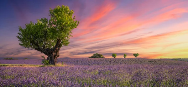 Lavender Field Sunset Valensole France —  Fotos de Stock