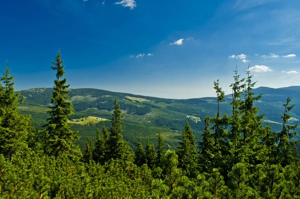 Skogsbruk — Stockfoto