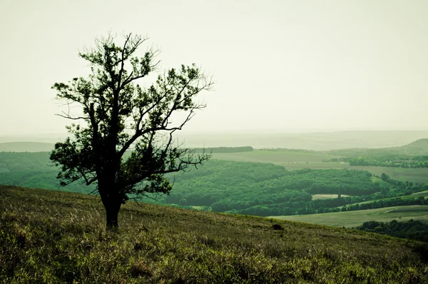 Albero — Foto Stock