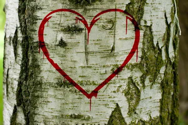 Tekstur dari birch — Stok Foto