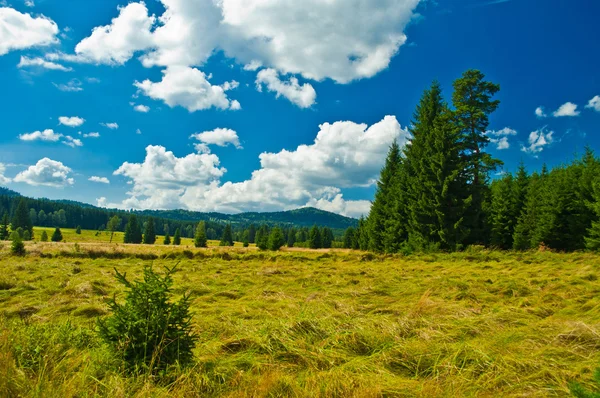 Meadow — Stock Photo, Image