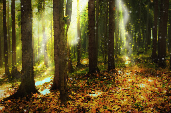 Ray of light in autumn forest