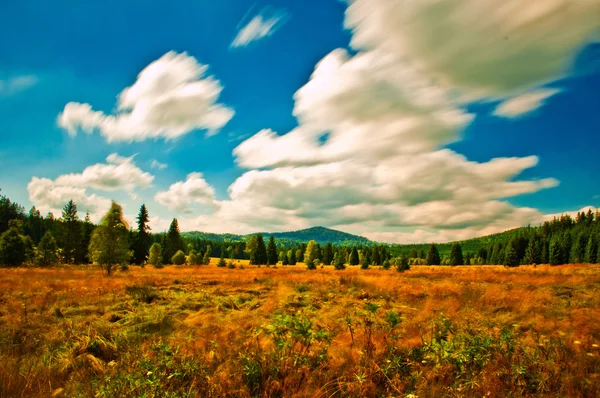 Grasland — Stockfoto