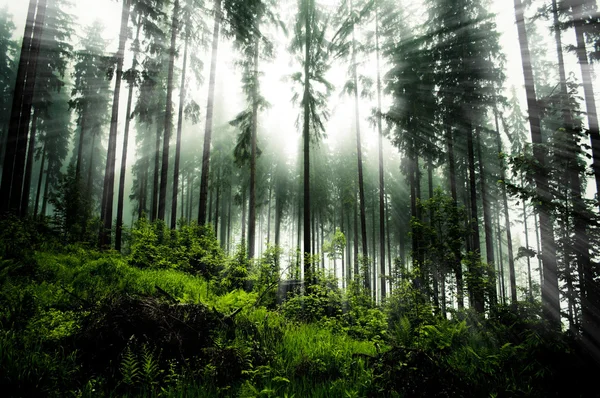 Dark forrest — Stock fotografie