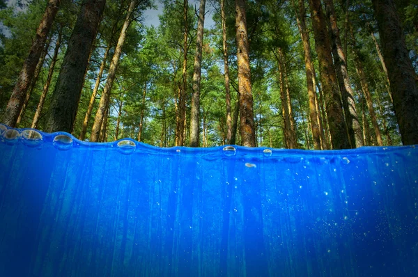 Trees under water — Stock Photo, Image