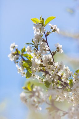 Yeni gelişen ağaç brunch ile beyaz çiçek fotoğrafı
