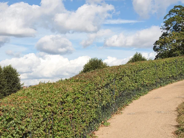 Hill hedge — Stock Photo, Image