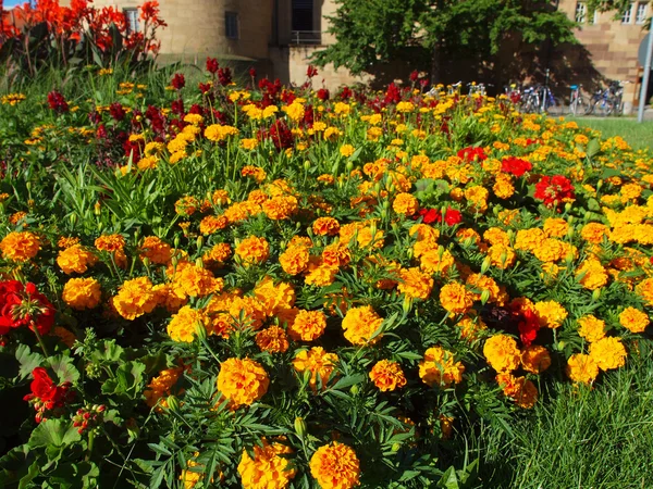 Flores — Fotografia de Stock