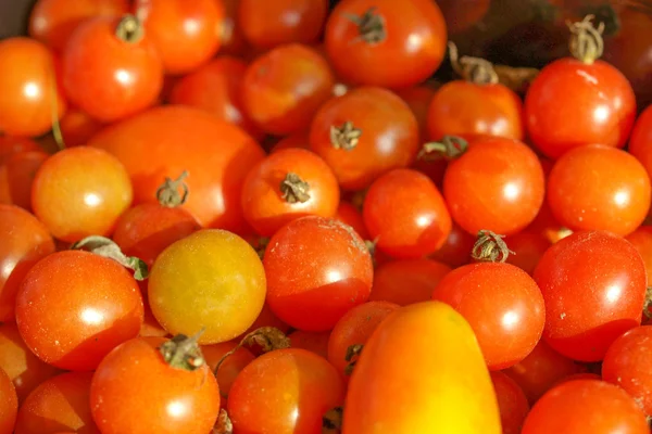 Tomates photo — Photo