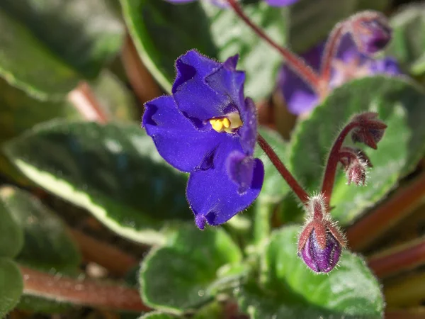 Viola flor violeta — Fotografia de Stock