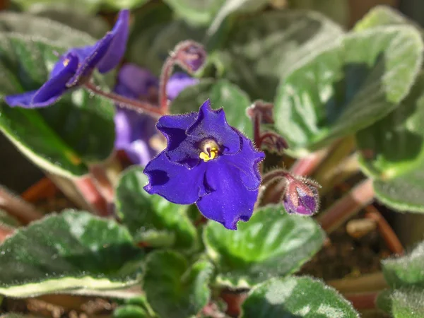 Viola flor violeta — Fotografia de Stock