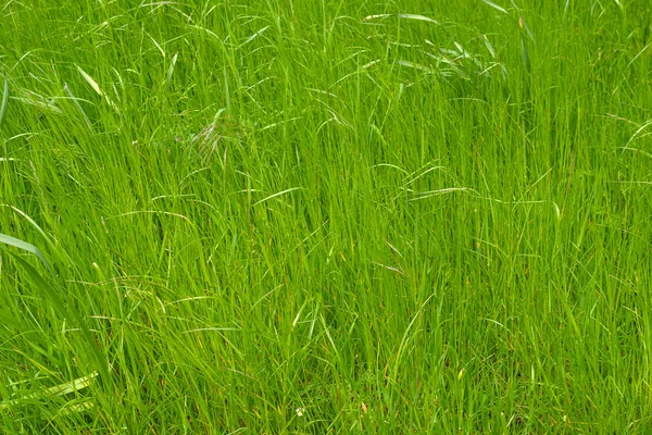 Grass meadow — Stock Photo, Image