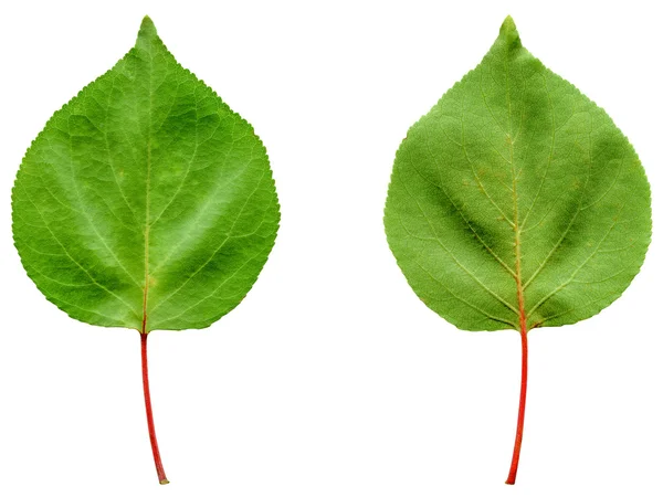 Apricot leaf — Stock Photo, Image
