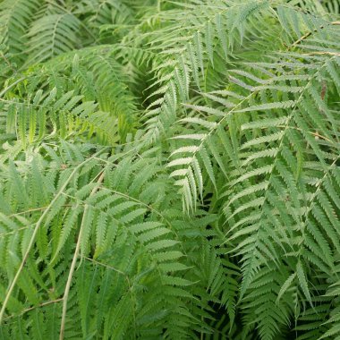 Ferns resim