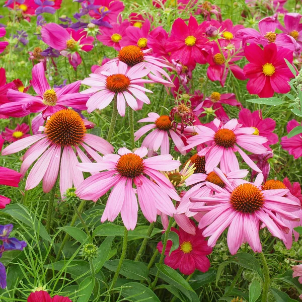 Flor de margarita — Foto de Stock