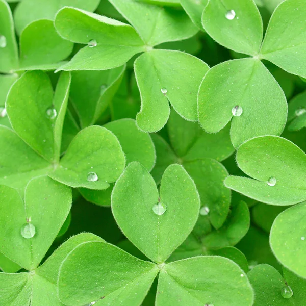 Shamrock — Stock Photo, Image