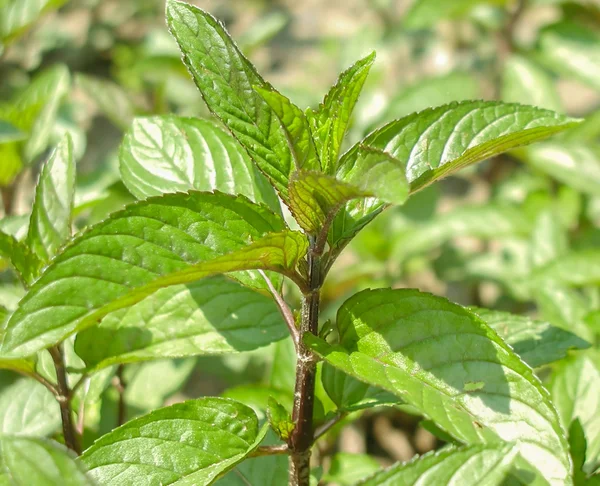 Menta de menta —  Fotos de Stock