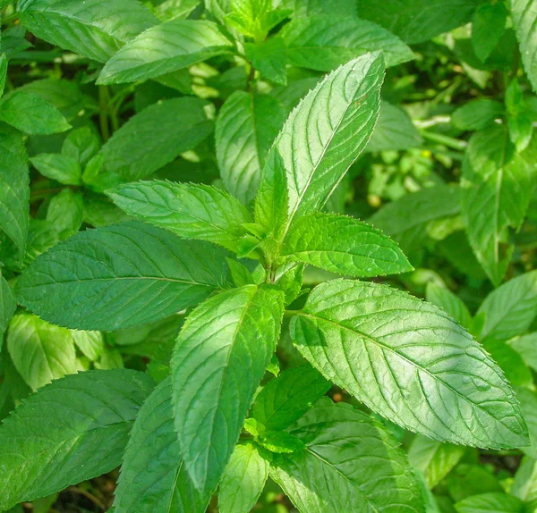 Peppermint picture — Stock Photo, Image